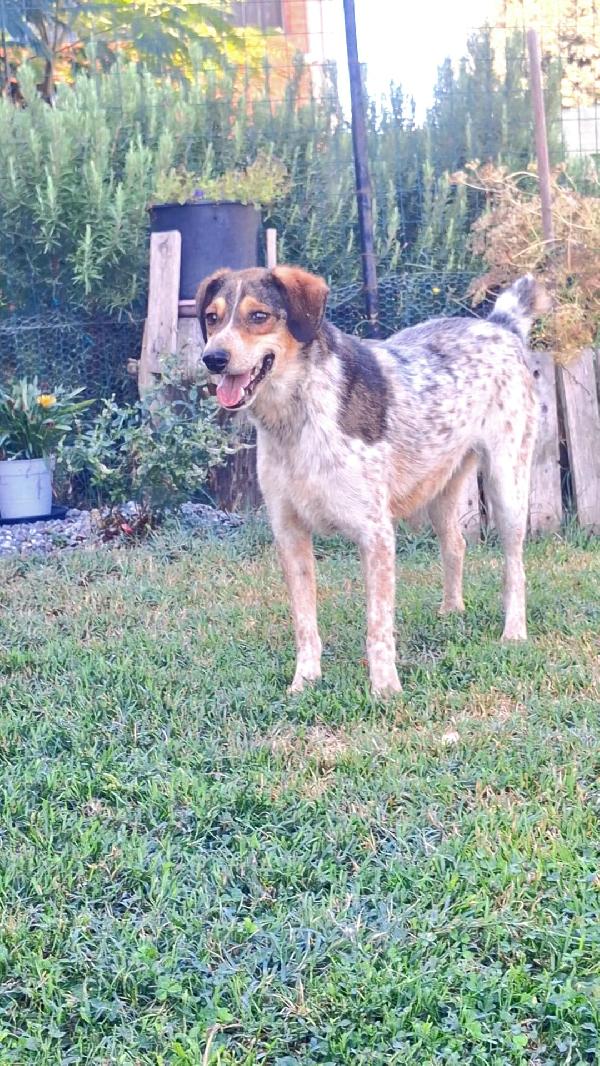 Elvis, 4 Anni, Taglia Media Piccola (15 Kg)